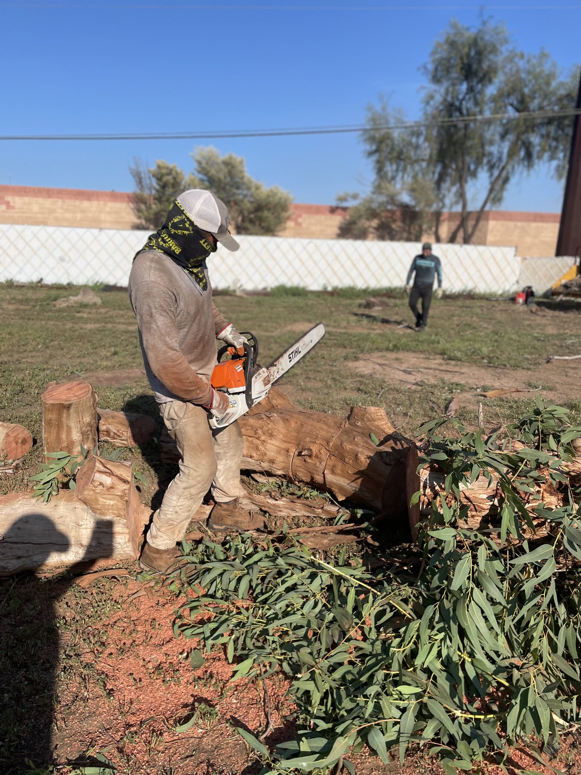 Shady Deal Tree Care Services business image in Glendale, AZ